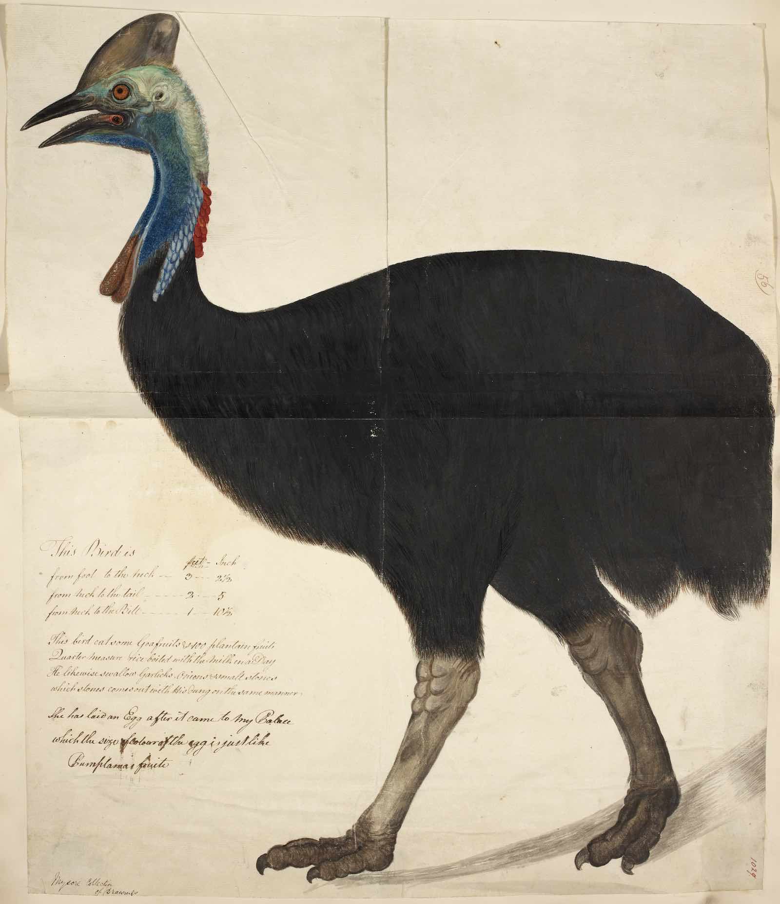Unknown artist, Doublewattled cassowary, Thanjavur, India 1800